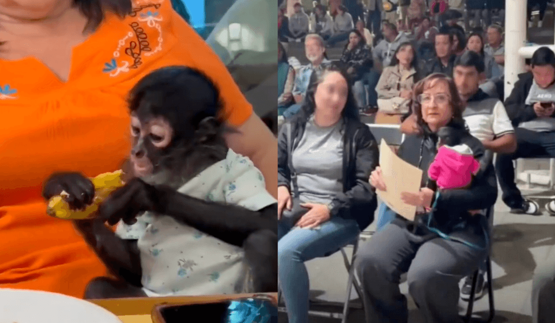 Ocotlán: Renuncia regidora tras polémica con mono araña