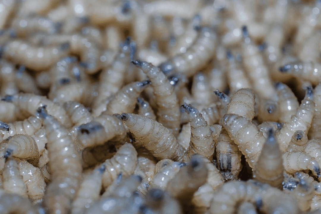 Gusano barrenador registra aumento de casos en Jalisco