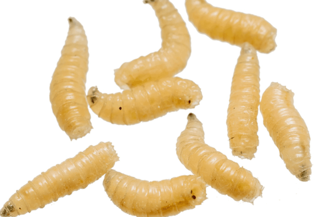 Gusano Barrenador en Jalisco: Se registran 132 casos