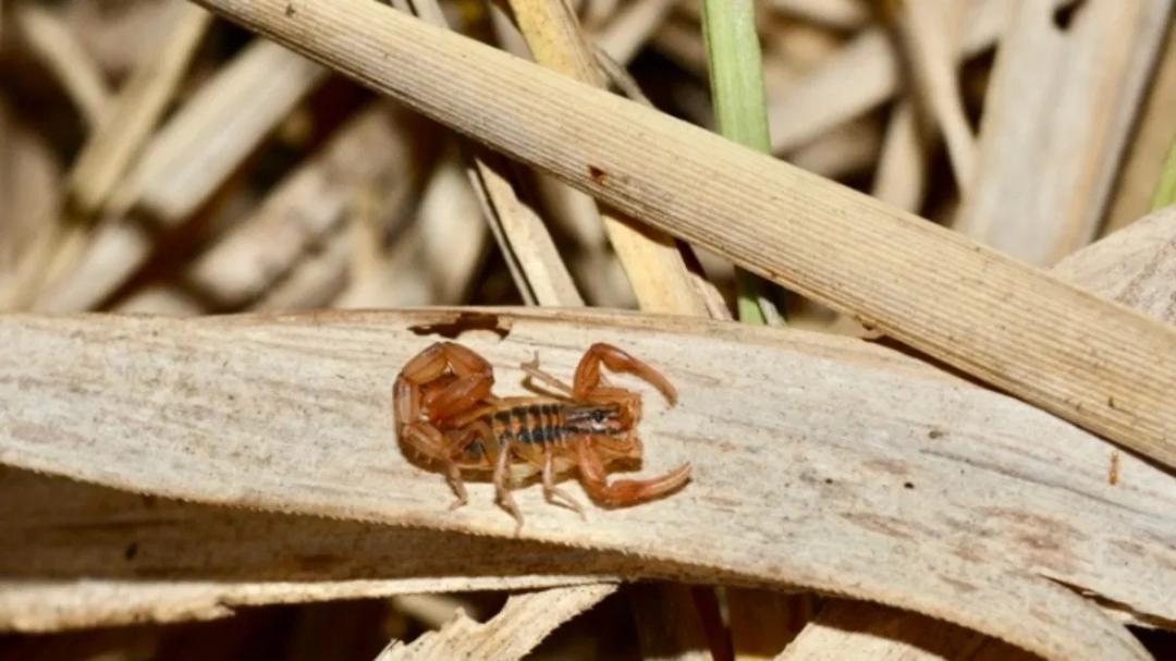 Alacranes en Jalisco: Cómo prevenir picaduras en temporada de calor