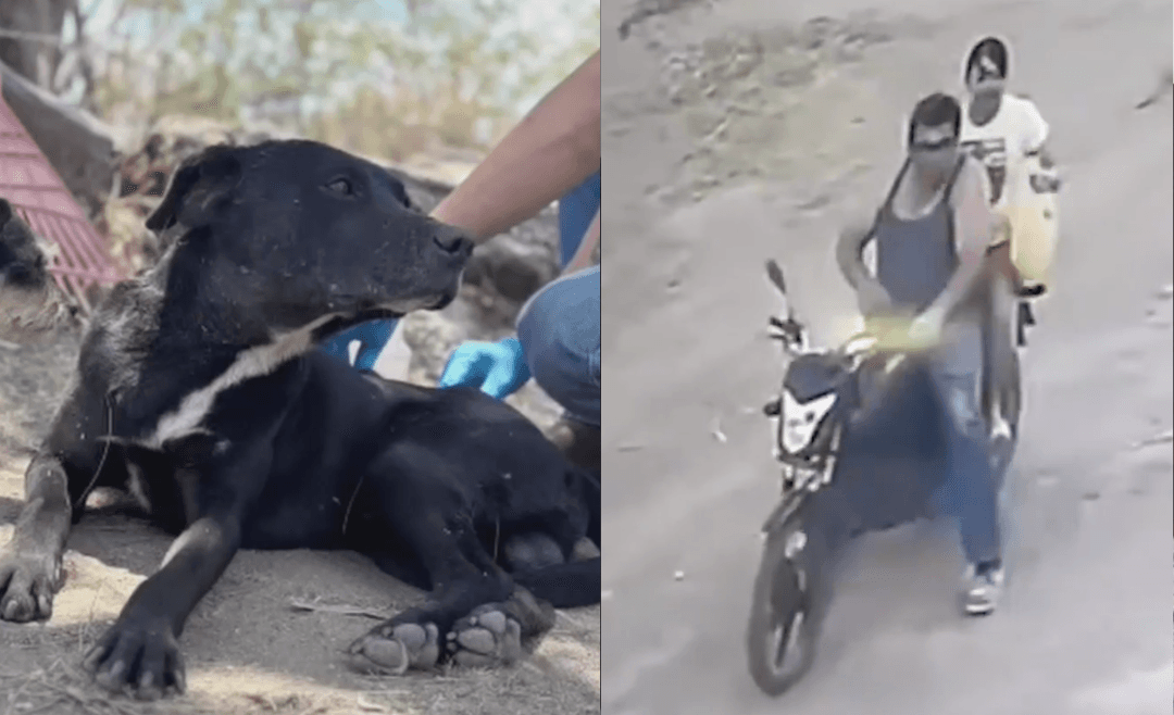 El Salto: Bubu se recupera tras ser baleado por un motoclista