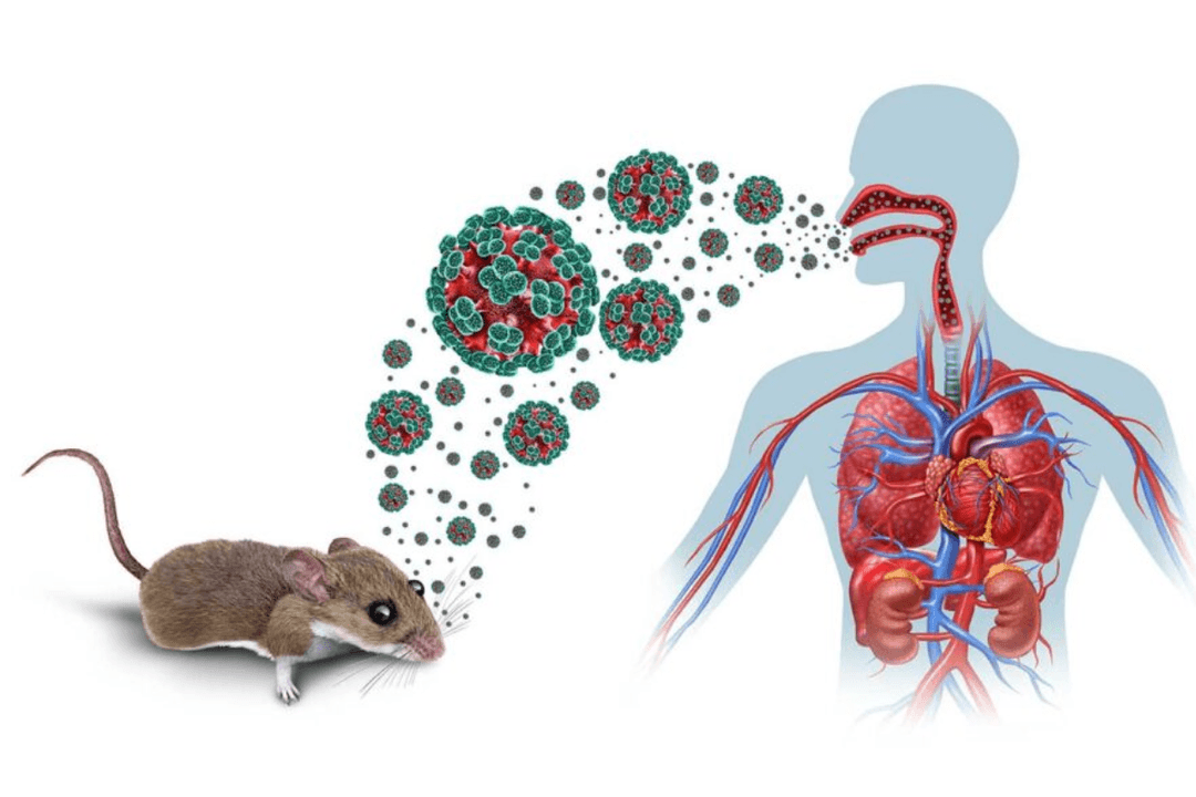 Hantavirus: ¿Qué es este virus y cómo se transmite?