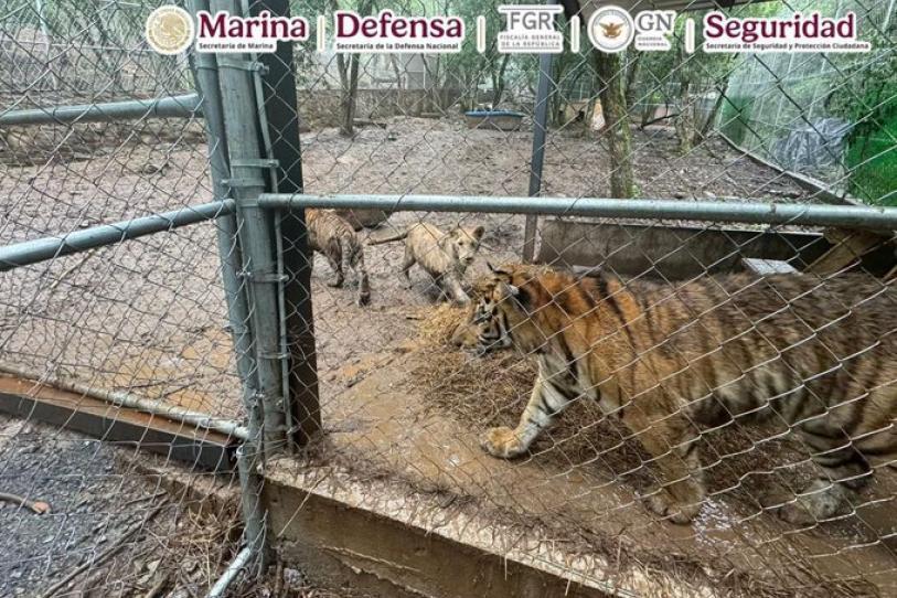 José Antonio ‘N’: Detienen en Nuevo León a presunto líder ligado al huachicol 