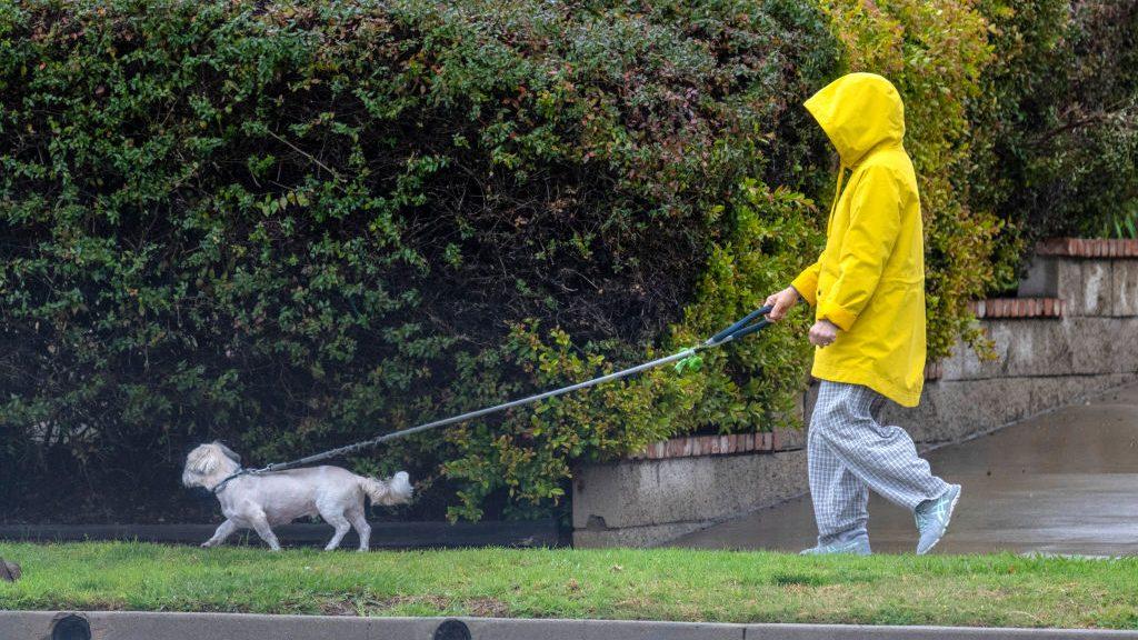 Temporada de lluvias 2026: Así debes cuidar a tu perro para evitar enfermedades 