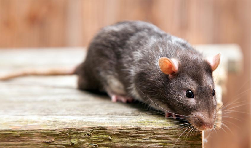 Hantavirus: ¿Riesgo de pandemia tras contagio en un crucero? 