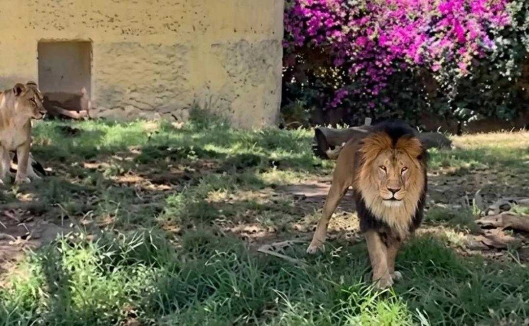 Zoológico de Guadalajara se pronuncia tras supuesta agresión a un león 