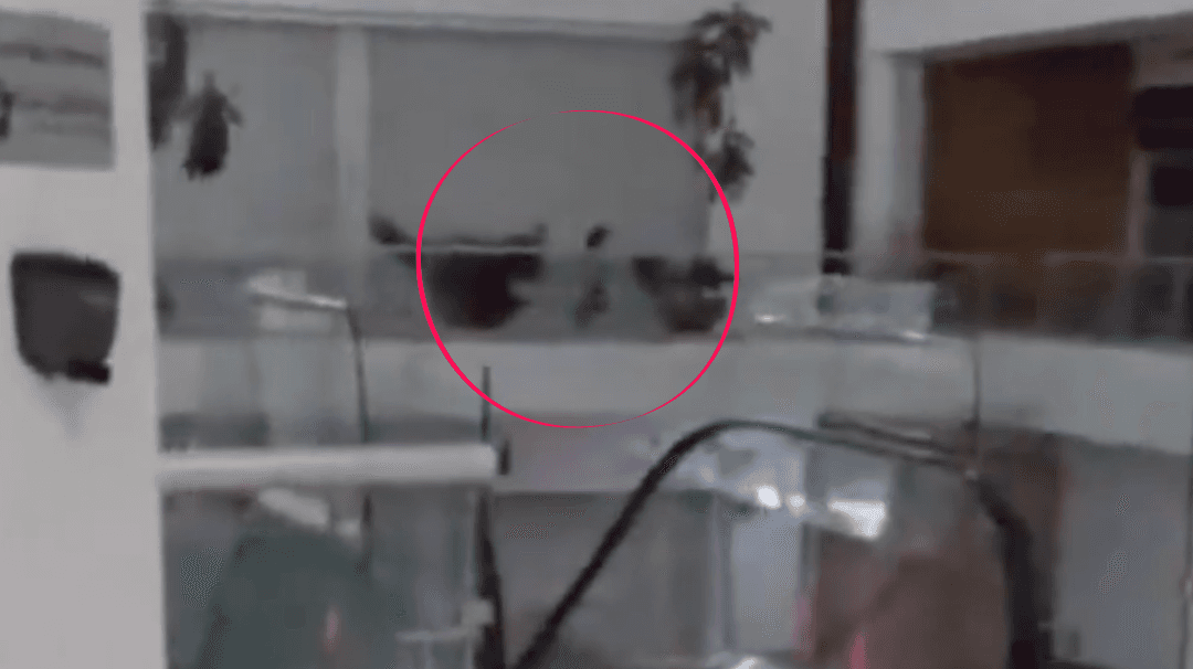 VIDEO: Captan a niña fantasma en centro comercial de Torreón