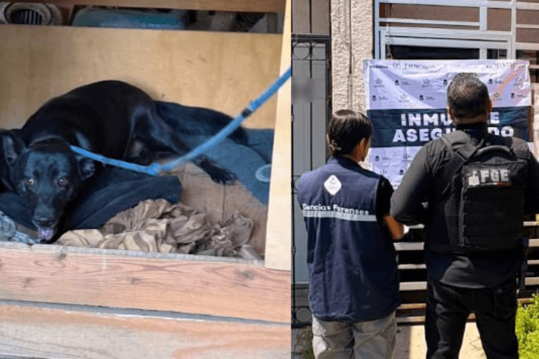 Jalisco: Rescatan a perros y asegura inmuebles por presunta crueldad animal