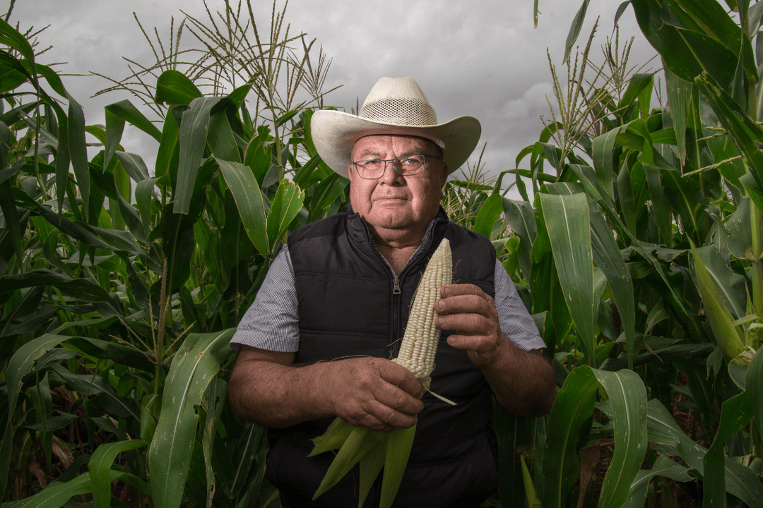 Zapopan fortalece al campo con entrega de más de 16 mil toneladas de maíz blanco