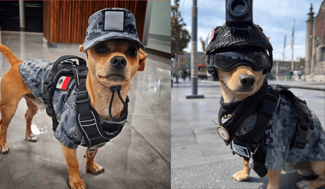 Comando Chihuahua: Conoce al pequeño perrito de la Guardia Nacional