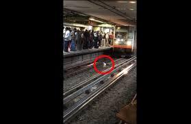 VIDEO| Perrito paraliza el Metro de la CDMX