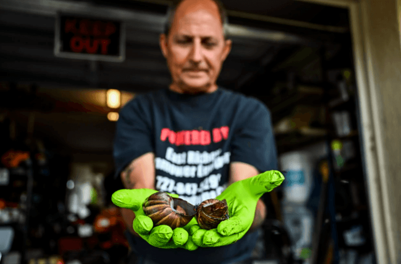 Alerta en Venezuela por “peste” de caracol africano gigante