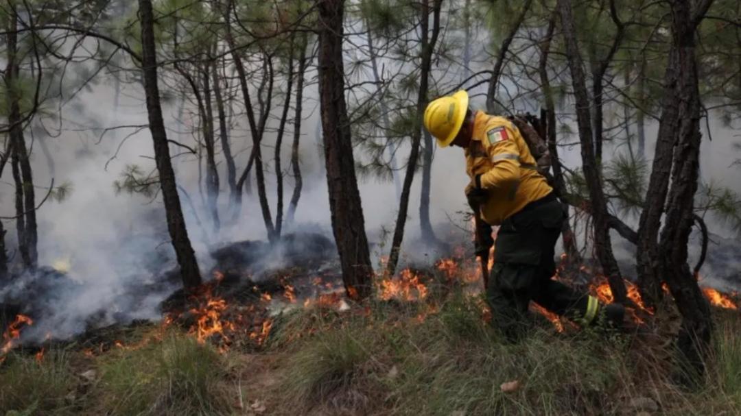 Unidades de Protección Civil y Bomberos Zapopan y Secretaría de Medio Ambiente y Desarrollo Territorial sofocaron un incendio en el Bosque de la Primavera