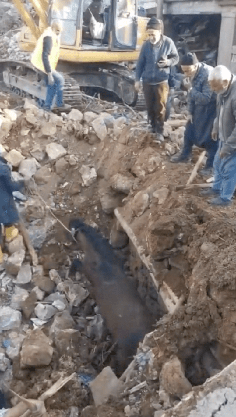 Caballo es rescatado con vida tras 21 días después del terremoto de Turquía