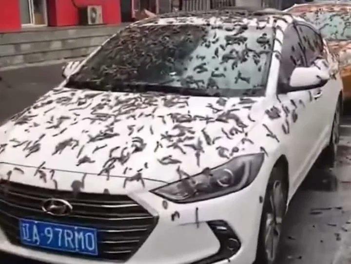 VIDEO| Registran supuesta lluvia de gusanos en China