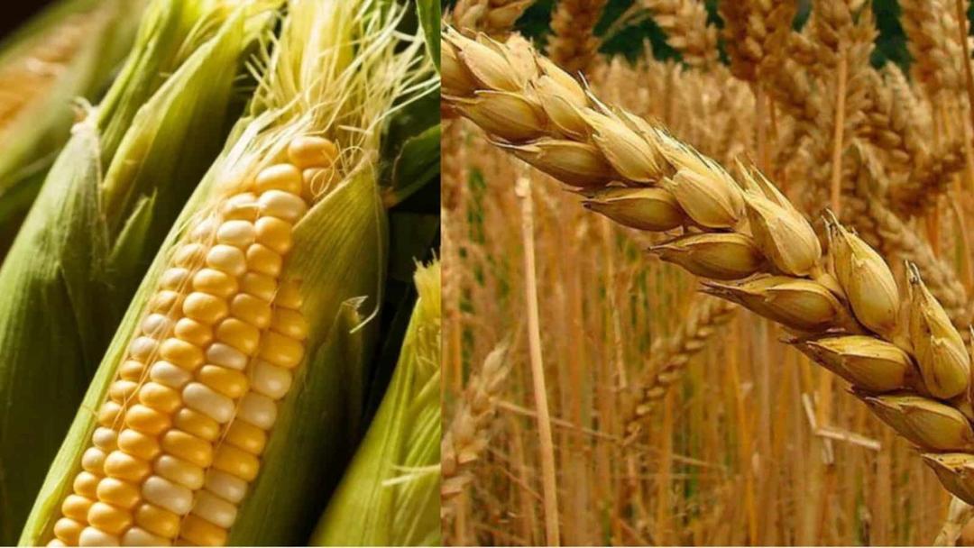 Agricultores de trigo y maíz se manifestaron en Jalisco y Michoacán