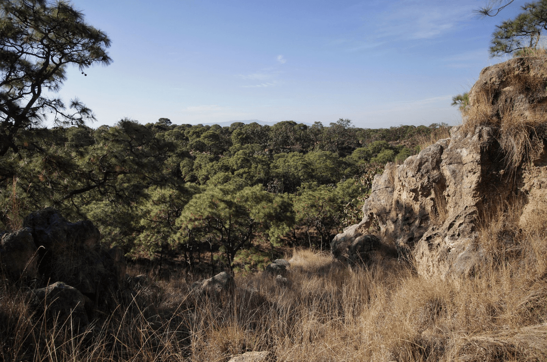 El Bosque de La Primavera ya tiene su día estatal como tesoro natural
