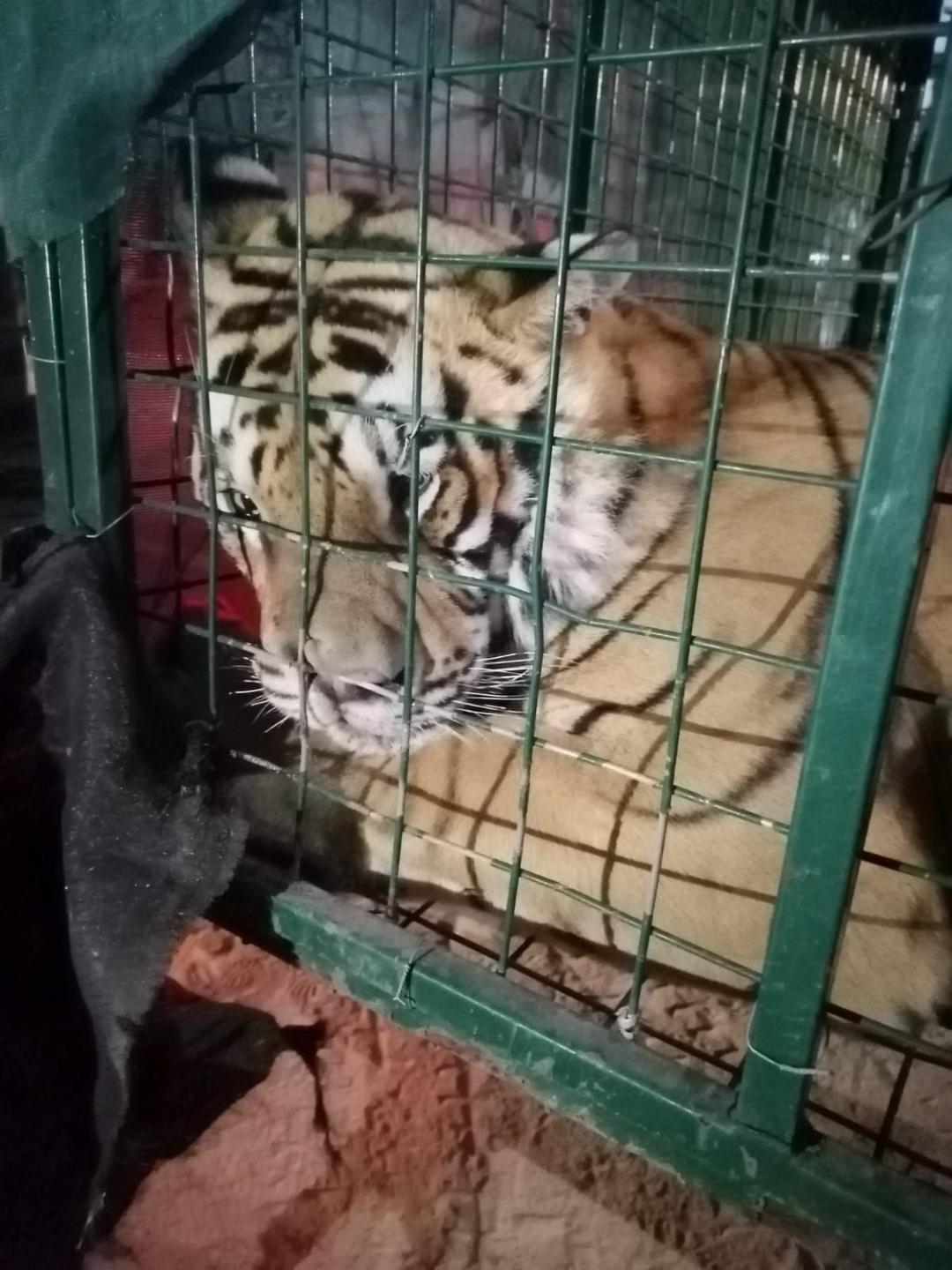 Tlaquepaque: Protección Civil captura tigre de bengala