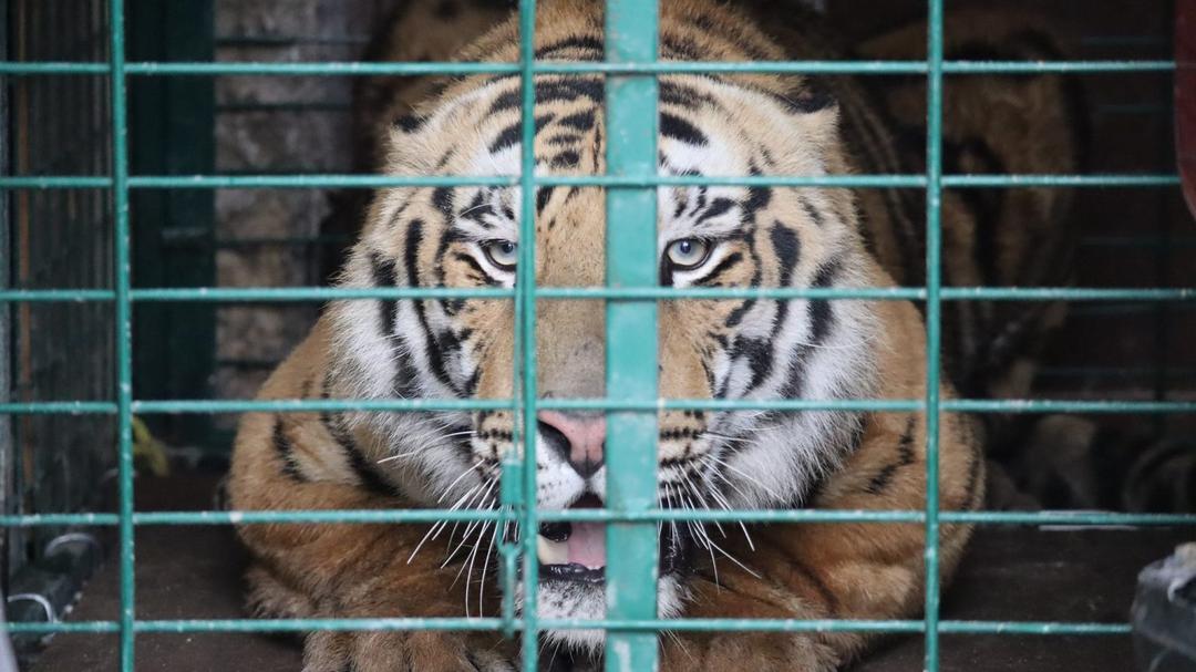 Tlajomulco le halla hogar a tigre que caminaba en calles de Tlaquepaque