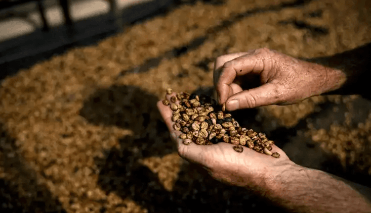 Caca de pájaro: El lujoso café brasileño extraído de los excrementos de un ave