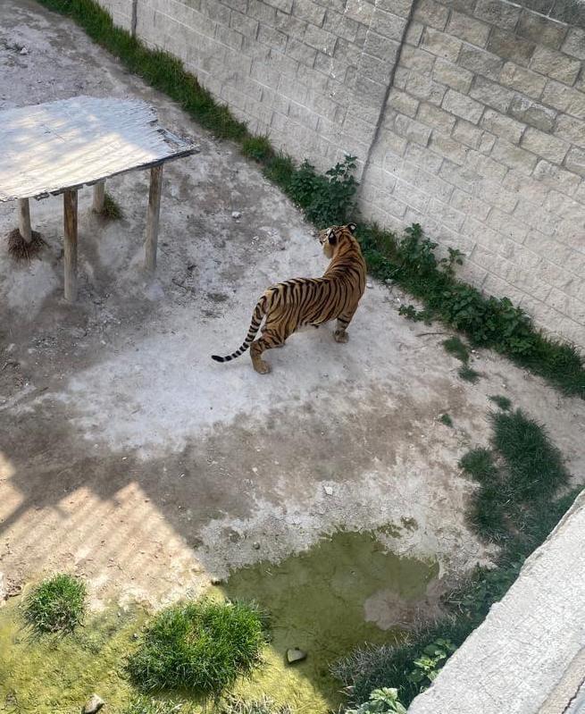 Tigre de bengala se adapta a su nuevo hábitat en Tlajomulco