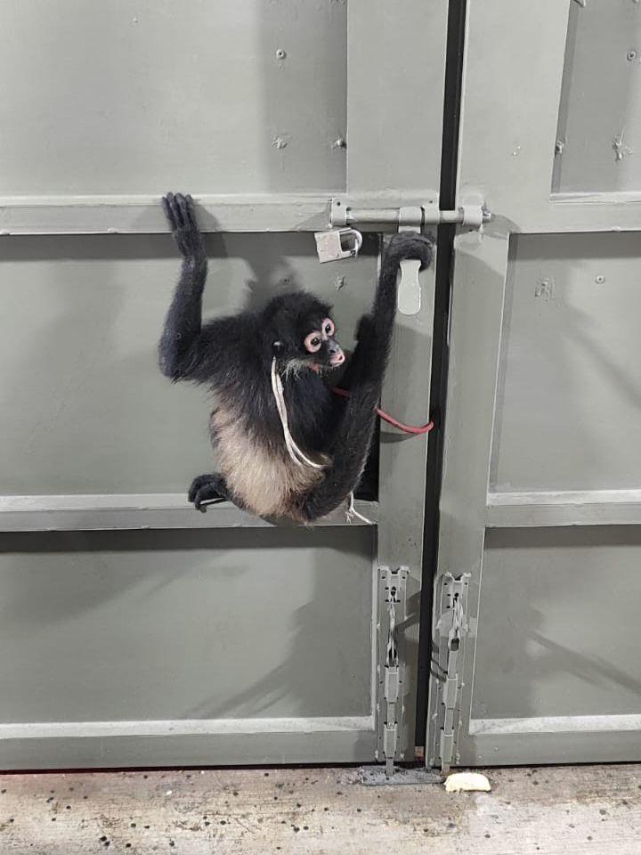 Un mono araña fue capturado por guardabosques de Guadalajara