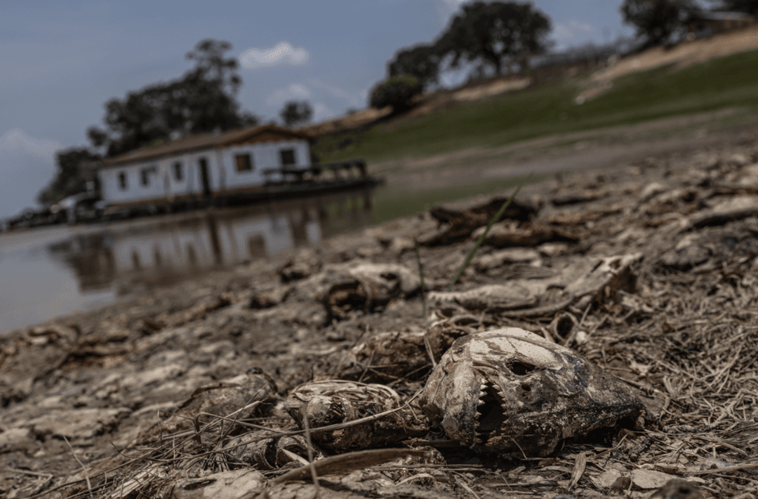 Sequía severa afecta a la Amazonía brasileña, afectando a 633 mil personas y 62 ciudades