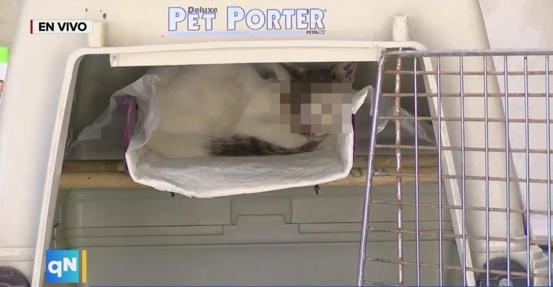 Algodón, el gatito atacado a machetazos, busca ayuda