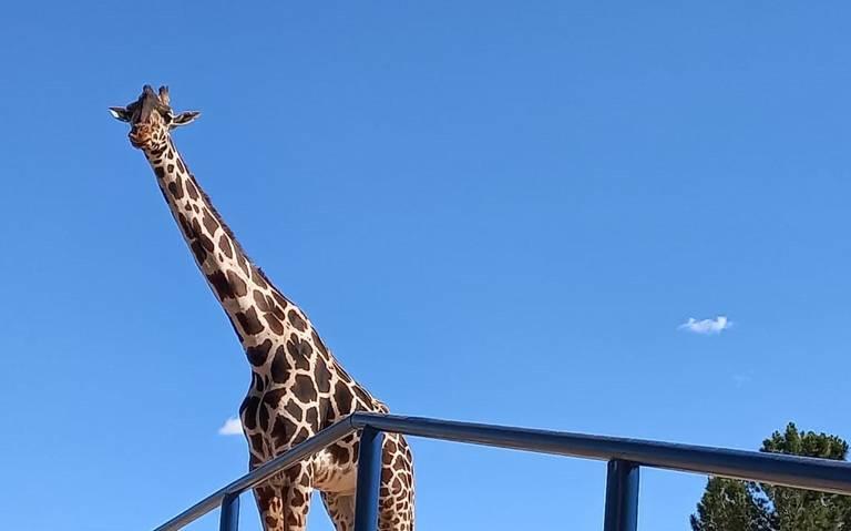 Viral: La jirafa Benito llega a su nuevo hogar en el Africam Safari de Puebla