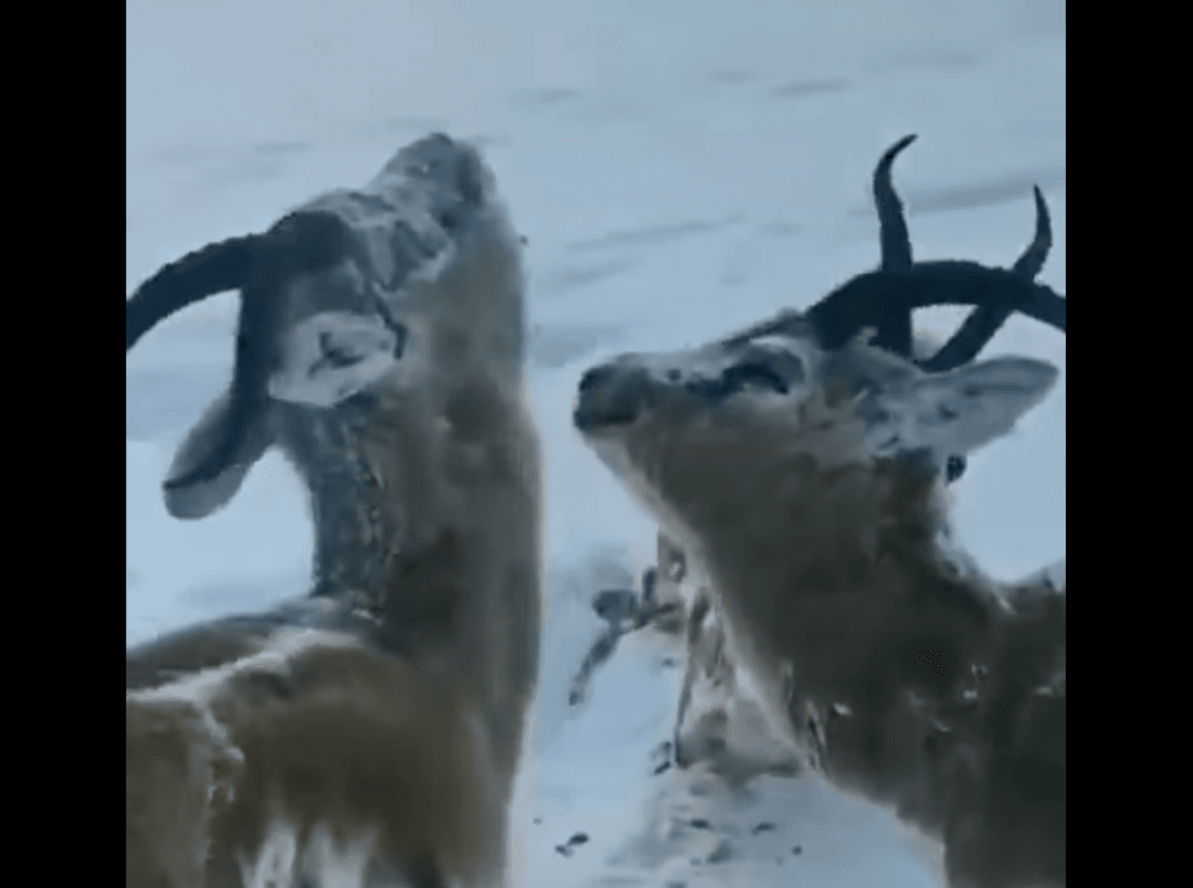 Noruega: Animales quedan congelados por temperaturas de -52 grados