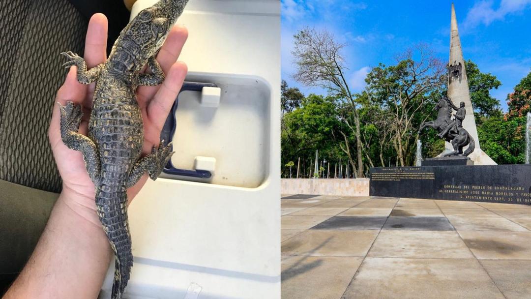 Guadalajara: Capturan a cocodrilo abandonado en un parque