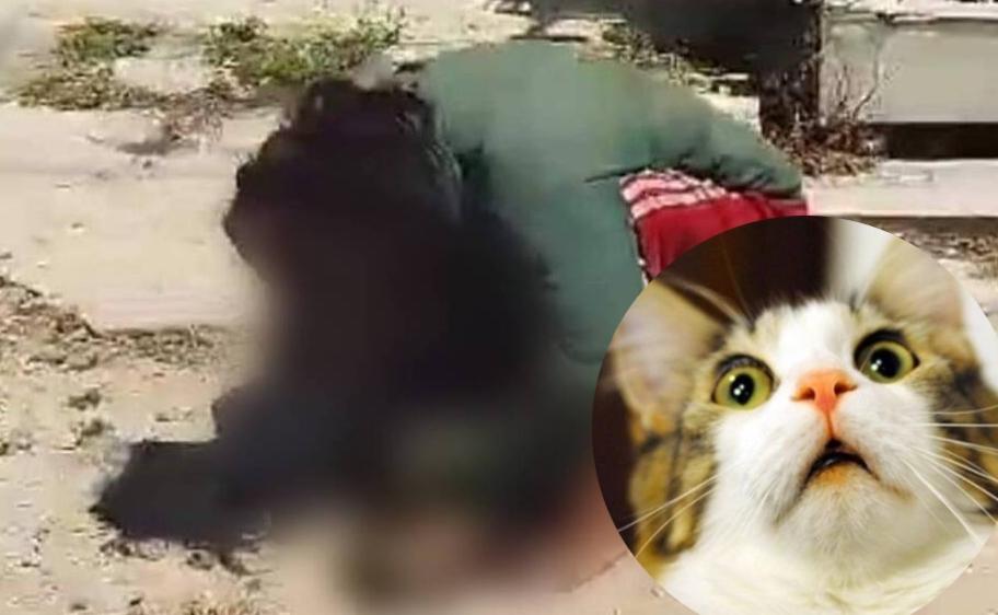 Viral: Detienen a mujer por comerse a un gato en la calle