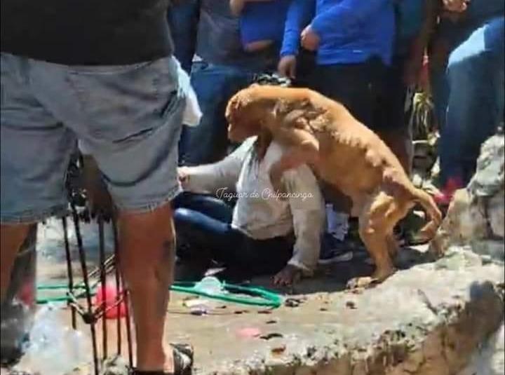 Caso Camila: Se recupera perro que intentó ayudar a su dueña tras ser linchada en Taxco