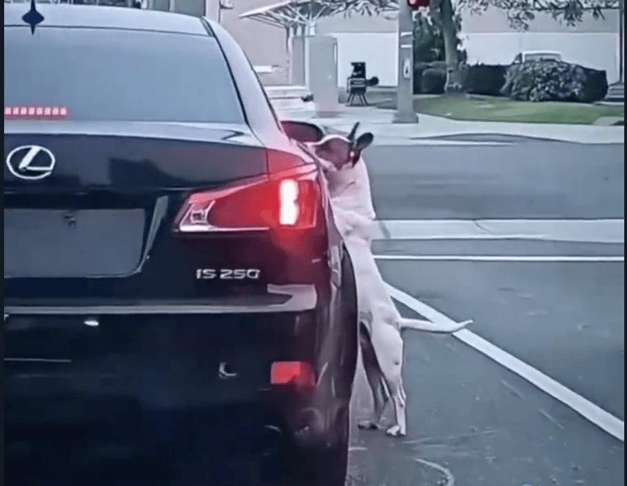 VIRAL: Abandonan a un perro en plena carretera de California