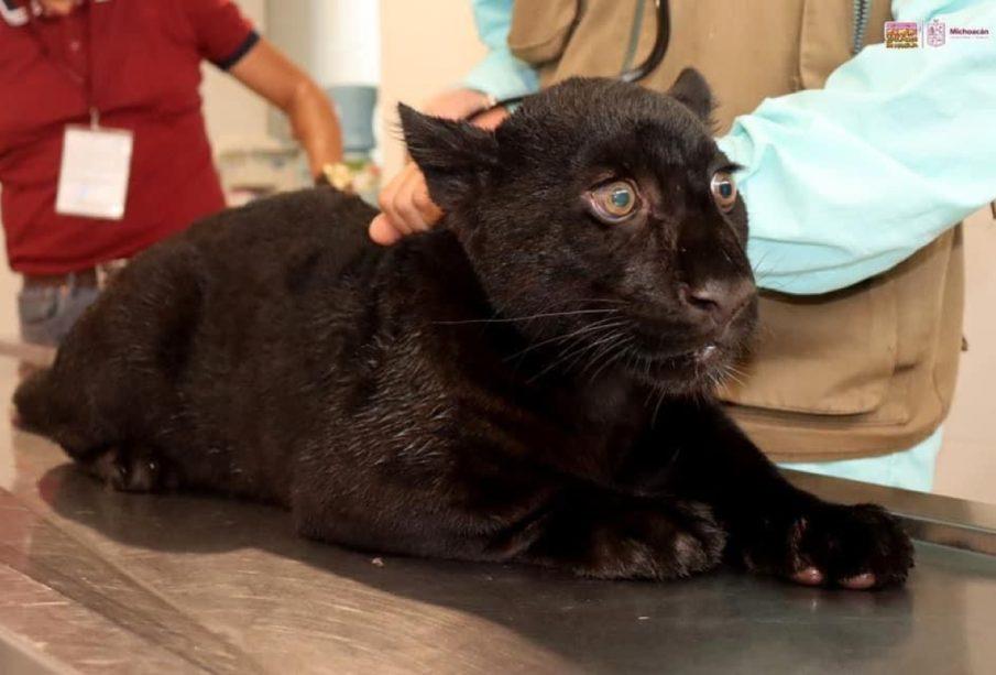 Morelia: Muere jaguar en zoológico tras inundación