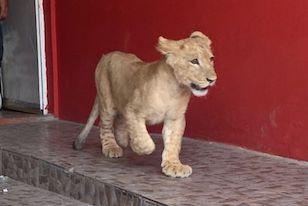 Guadalajara: Aseguran león de tres meses en la azotea de una casa