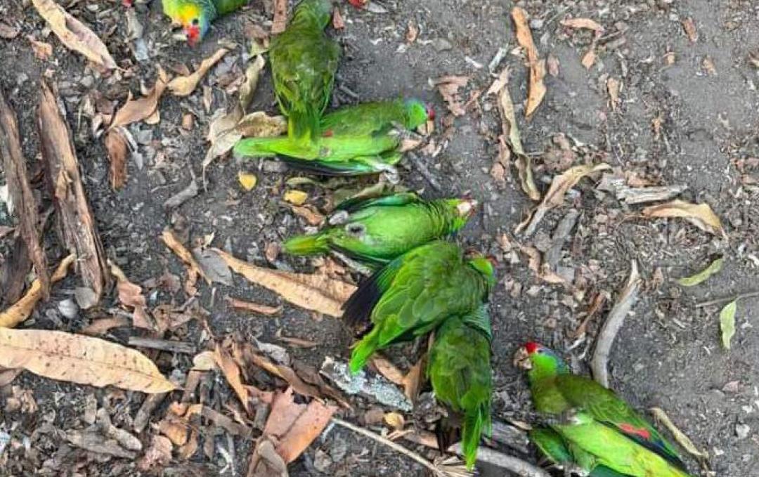 Onda de calor: Mueren decenas de aves en la Huasteca Potosina