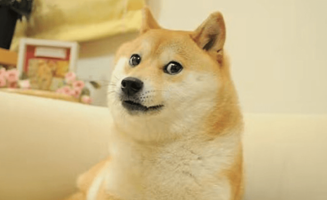 Viral: Muere Kabosu, la perrita del meme Doge