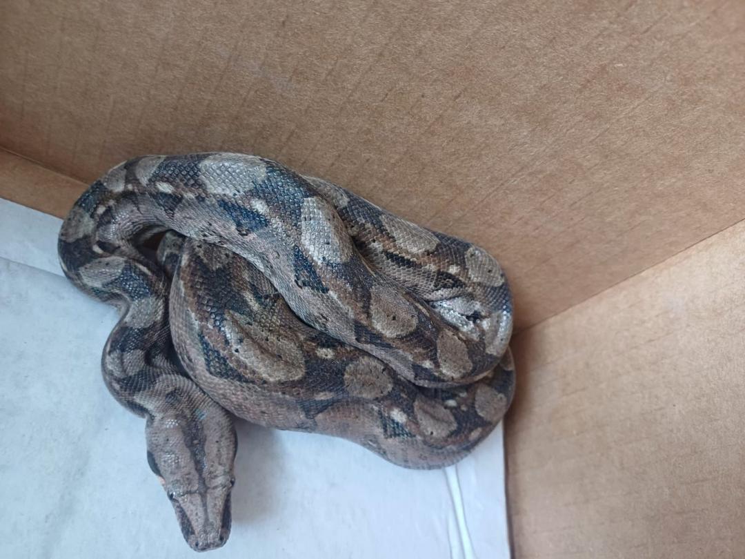 Guadalajara: Aseguran una boa la colonia Comercial Abastos