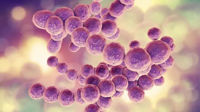 Japón: Bacteria carnívora enciende las alarmas