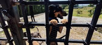 En riesgo albergue para perritos en la Ribera de Chapala