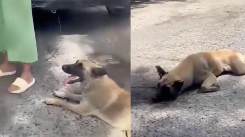 Tlaquepaque: Perro maltratado por señora tiene quemaduras de segundo grado