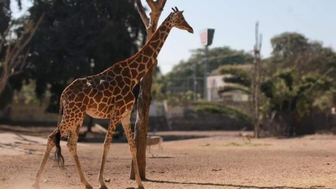 Culiacán: Reportan la desaparición de una jirafa del zoológico