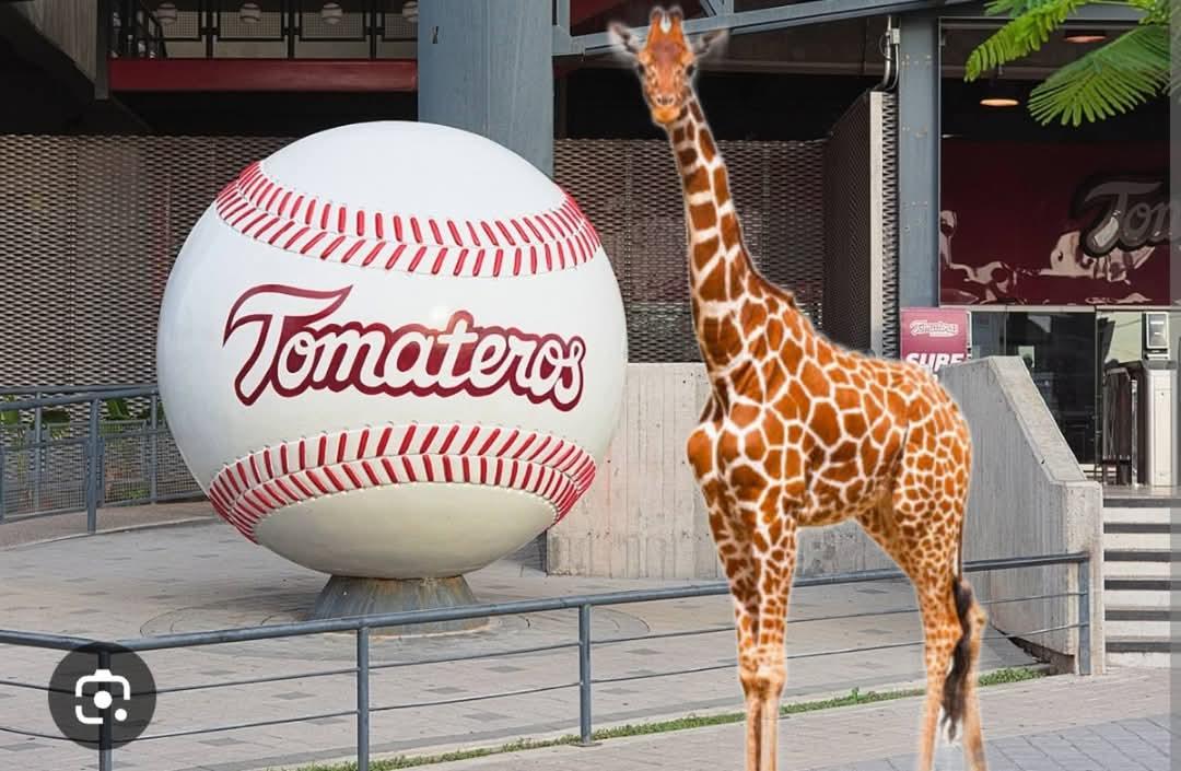 Viral: Los mejores memes de la jirafa desaparecida del zoológico de Culiacán