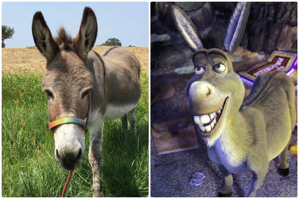 Viral: Muere Perry, el animal que inspiró el personaje de ‘Burro’ en ‘Shrek’