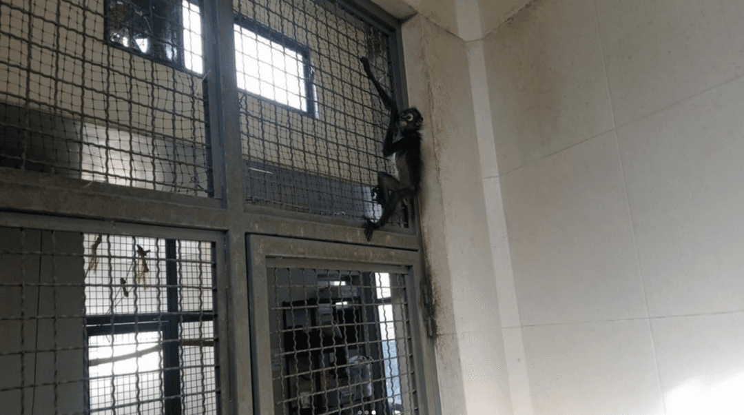 Tonalá: Aseguran un Mono Araña que transportaban en una camioneta