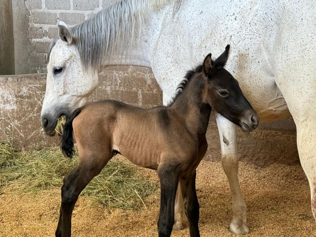 Guadalajara: Nace potrillo en caballerizas de Guardabosques