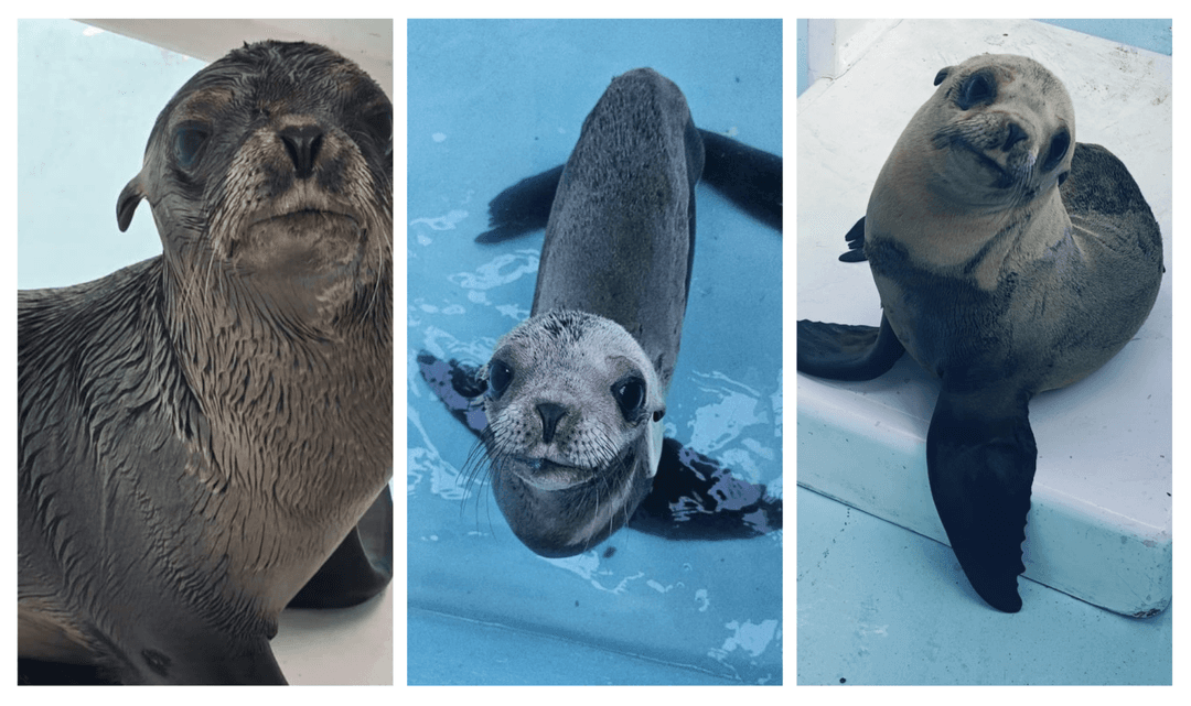 Mazatlán: Rescatan a lobo marino en canales de La Marina