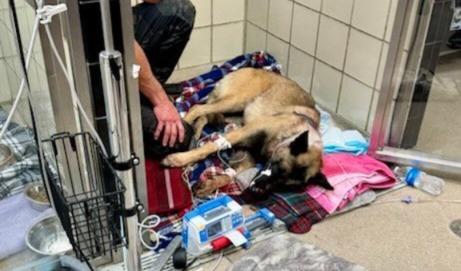 VIRAL: Balean a perro policía tras localizar sospechoso