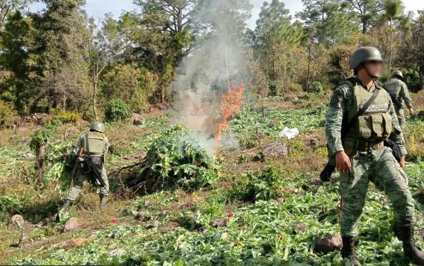 Ejército asegura y destruye 251 plantíos de drogas en cinco estados